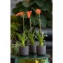 Pottery Pots Rough Charlie ronde plantenbak zwart